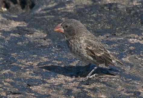 What can the Galapagos finch beaks really tell us? | The World Around Us