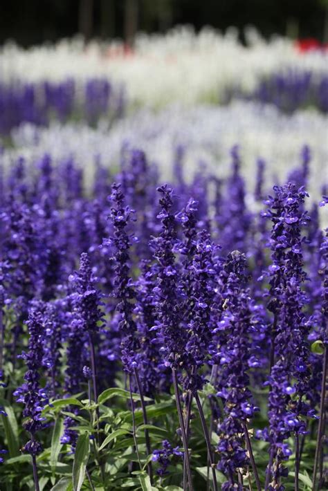 Salvia farinacea Victoria Blue | Lucas Greenhouses