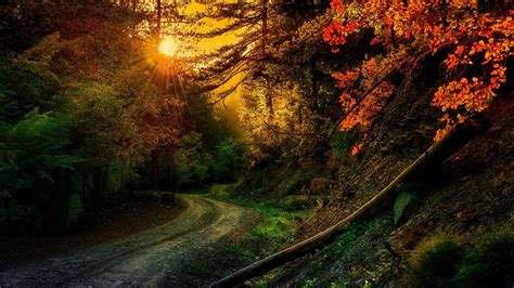 Sunset Autumn Forest Wallpapers - Wallpaper Cave