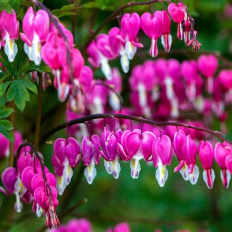 Dicentra Spectabilis - Beechmount Garden Centre