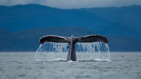 Diving Humpback Whale (Megaptera novaengliae), Alexander Archipelago ...