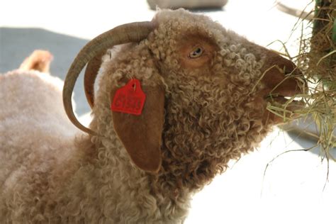 Angora goat • Brandywine Zoo