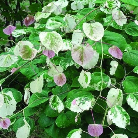 Whitewater Weeping Redbud| Naturehills.com Redbud Tree Varieties, Bobo ...