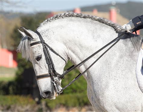 Running Braids for Long Manes – The Cheshire Horse