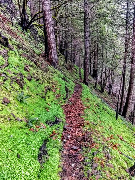 Pacific Crest Trail at lower elevation. : r/trailrunning