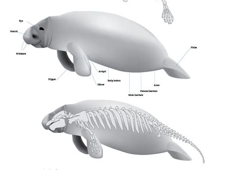 Manatee Anatomy | Work in progress | Alyx J | Flickr