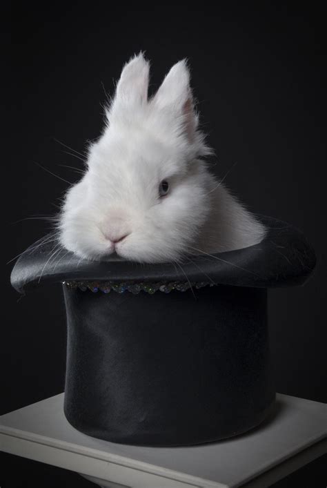 A magician rabbit in the top hat | The magicians, Magician rabbit, Hat ...