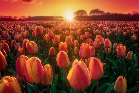 #Flowers #Tulip #Field #Flower #Nature #Summer #Sun #Sunrise #1080P # ...