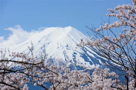 Mt. Fuji Cherry Blossom One Day Tour From Tokyo