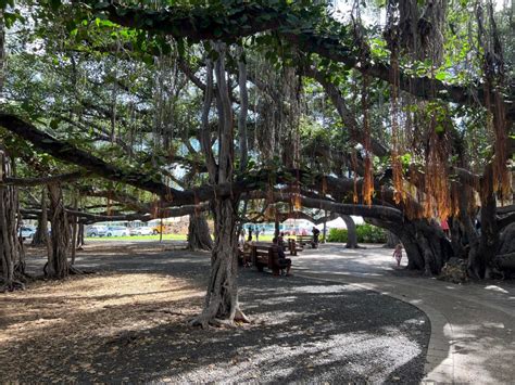 Lahaina Banyan Tree celebrates 150th anniversary, April 22 : Maui Now