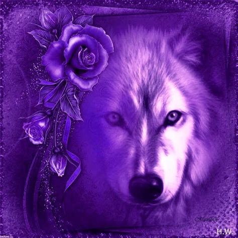 Wolf Photos, Wolf Pictures, Purple Love, Purple Rain, Beautiful Wolves ...