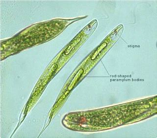 A biologia pede passagem.: Euglena, um protista diferente.