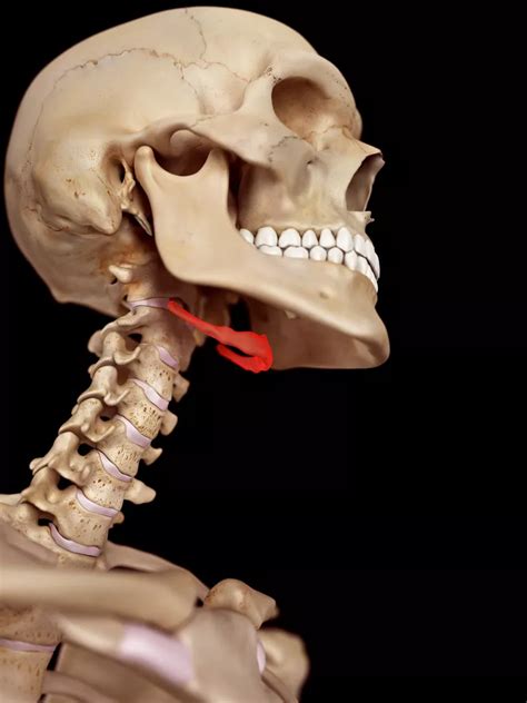 The Hyoid Bone: Anatomy, Function, and Conditions | Neck bones, Skull ...