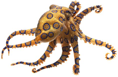 Blue Ringed Octopus Facts For Kids | DK Find Out