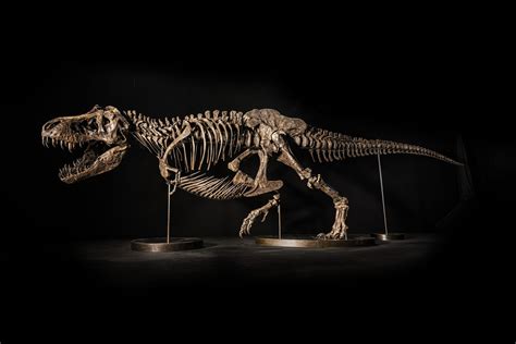 Christie’s Pulled a $25 Million T-Rex Skeleton From Auction After ...