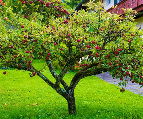 Top 6 BEST Fruit Trees to Grow in Portland, OR - Urban Forest Pro