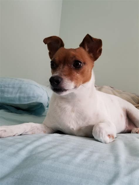 Adoption - Jack Russell Terrier Rescue Ontario