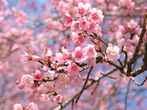 How to grow a flowering cherry tree | lovethegarden