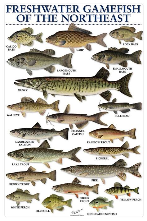 Freshwater Fish Chart