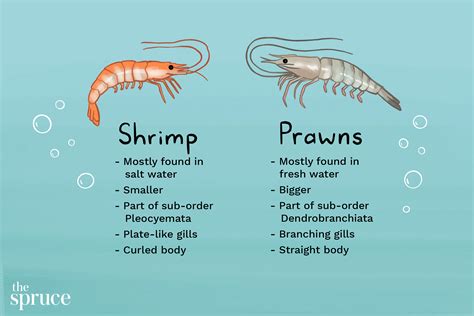 The Difference Between Shrimp and Prawns