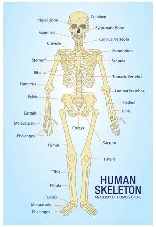 'Human Skeleton Anatomy Anatomical Chart Poster Print' Posters ...