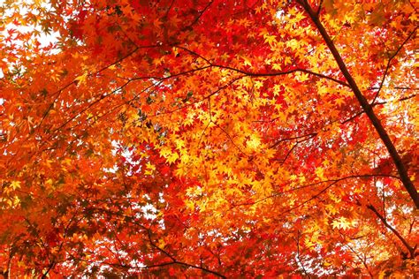 30+ Most Beautiful Images Of Autumn Leaves For You