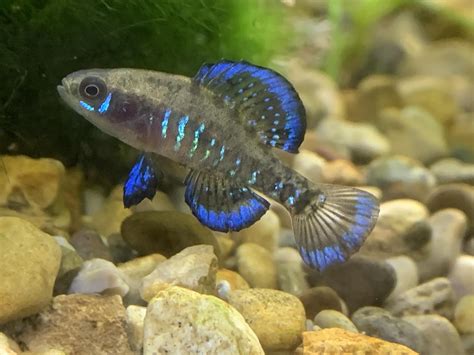 Gulf Coast Pygmy Sunfish : Aquariums