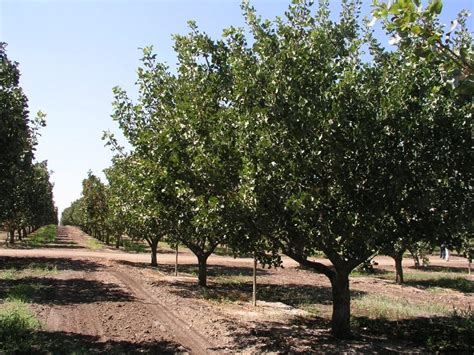 Pistachio Tree: Pictures, Images, Photos, Facts on Pistachio Trees