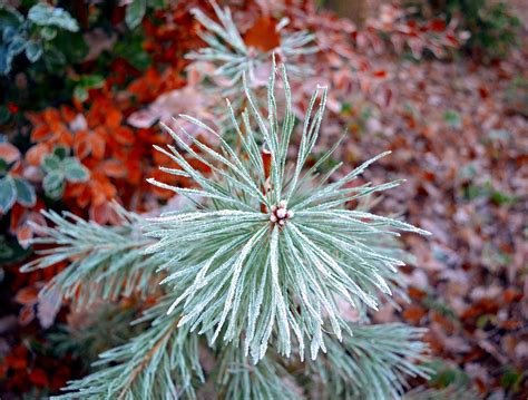 Conifer Jaw Nature Pine - Free photo on Pixabay - Pixabay