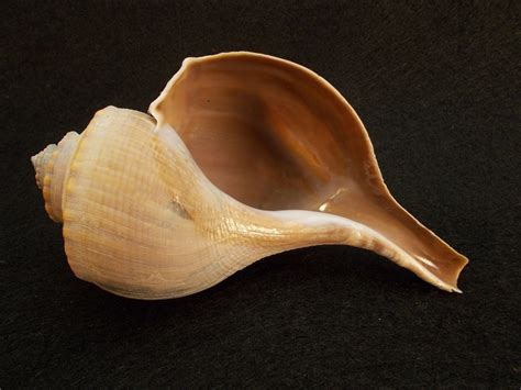 Channeled Whelk 6" Very Smooth Inside | Smooth, Shells, Fossils