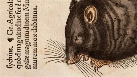 Black Death 'spread by humans not rats' - BBC News