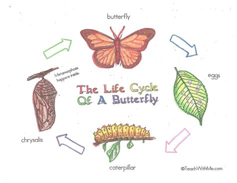 Butterfly Life Cycle Poster Charts - Classroom Freebies