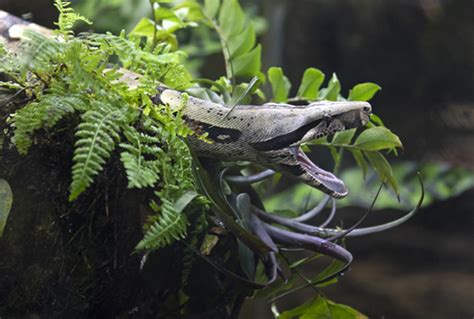 Red-tailed boa - San Francisco Zoo & Gardens