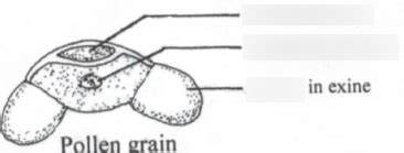 Pollen Grain Diagram | Quizlet