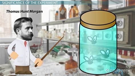 Thomas Hunt Morgan's Fruit Fly Experiment - Lesson | Study.com