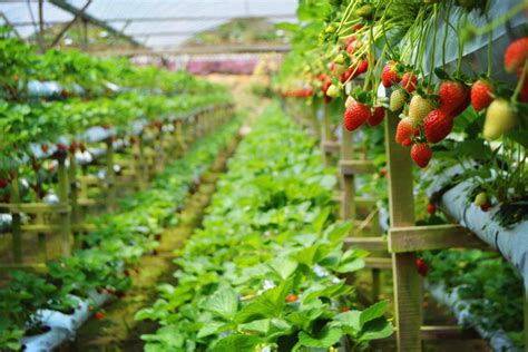 Genting Strawberry Leisure Farm, come enjoy fresh strawberries at this ...