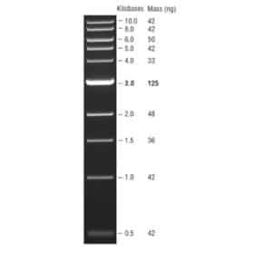 1 kb DNA Ladder, NEB - LabMal