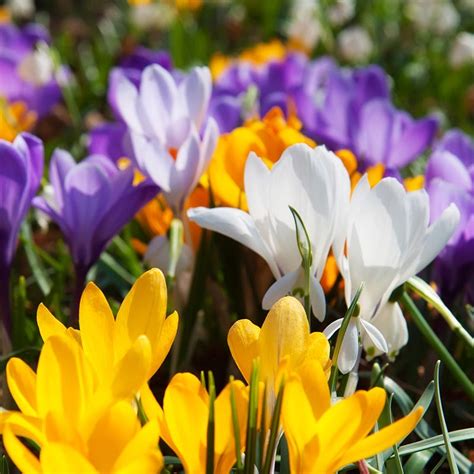 Snow Crocus Bulb Mix | High Country Gardens