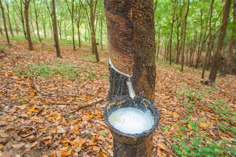 North-east Emerging as New Natural Rubber Hub – Geojit Insights