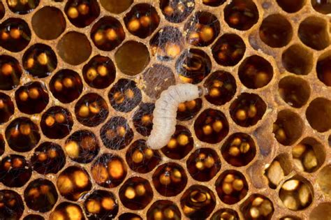 How To Detect Wax Moths In The Hive [7 Ways] Bee Professor