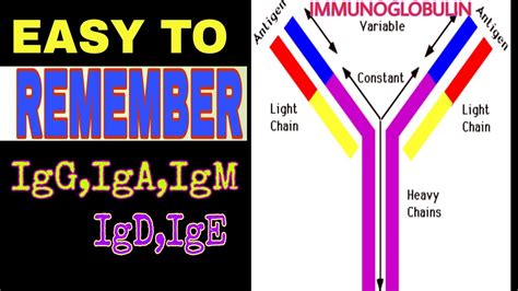 Antibody structure and function | Immunoglobulins | IgG IgA IgM IgD IgE ...