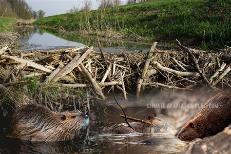 Climate Change and the Beavers' Dams - Climate Adaptation Platform