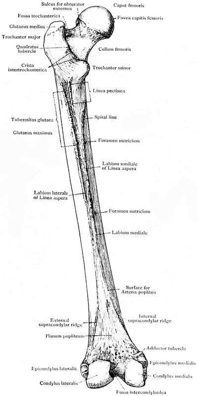 Femur Photograph By Asklepios Medical Atlas Pixels | lupon.gov.ph