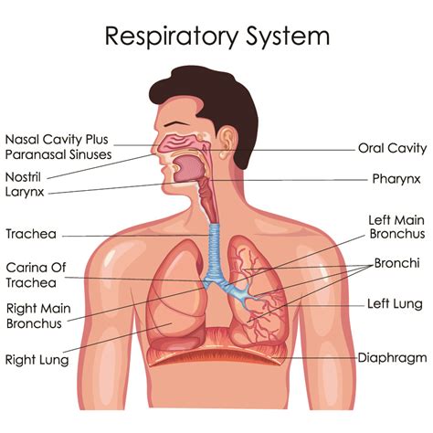 Diaphragm Lungs