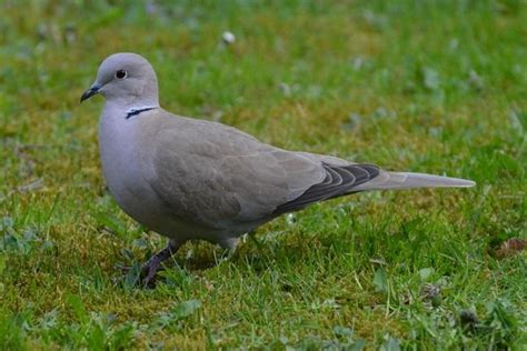 5 Spiritual Meanings of a Grey Dove Visiting