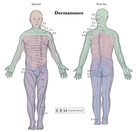 Anatomy: Dermatomes Full Body Anterior Posterior Image