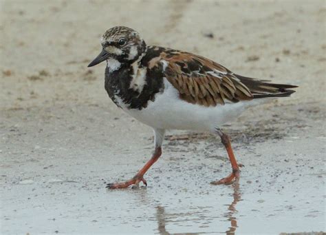 Ruddy Turnstone | San Diego Bird Spot