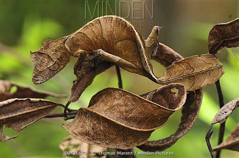 Minden Pictures - Fantastic Leaf-tail Gecko (Uroplatus phantasticus ...