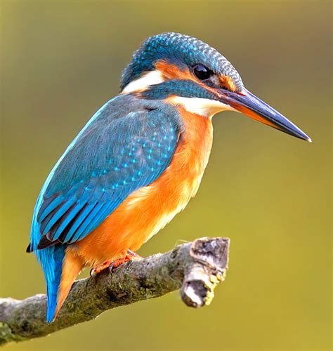 Kingfisher Bird Wallpaper, Colorful Kingfisher Bird, 1514x1600, #29412