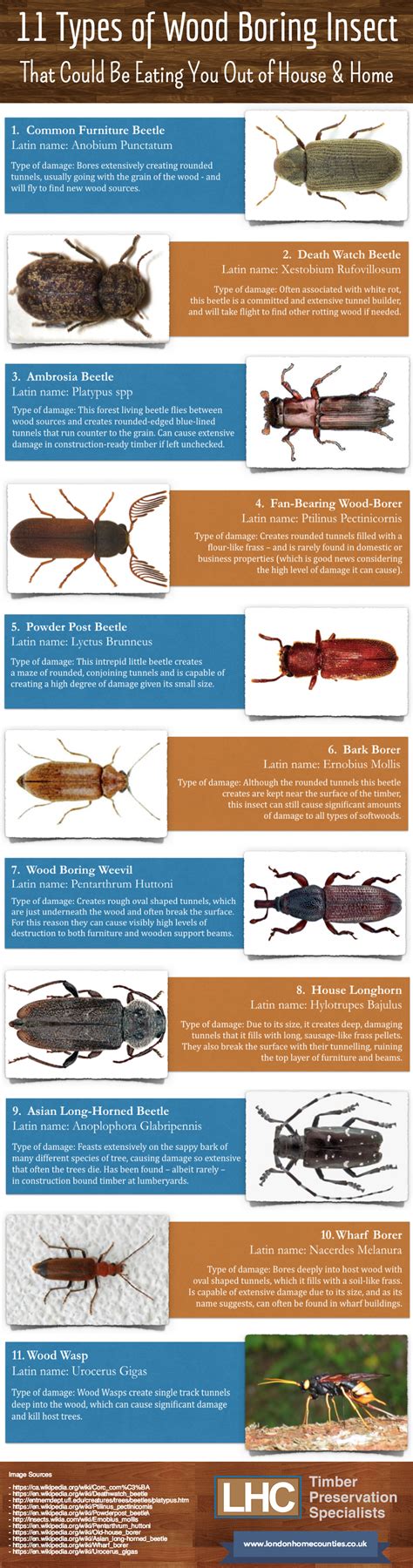 Beautiful Woodworm: Discover the 11 Types of Wood Boring Insects